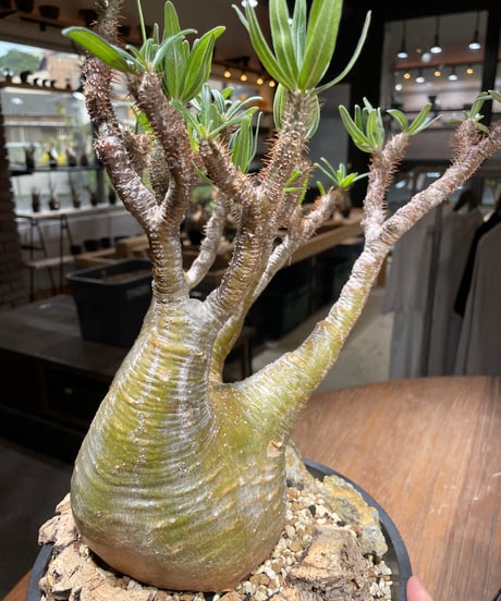 パキポディウム グラキリス　Pachypodium gracilius 　発根済　(gk-449）
