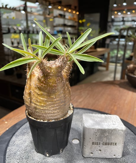 パキポディウム グラキリス　Pachypodium gracilius 　発根済　(gk-460)