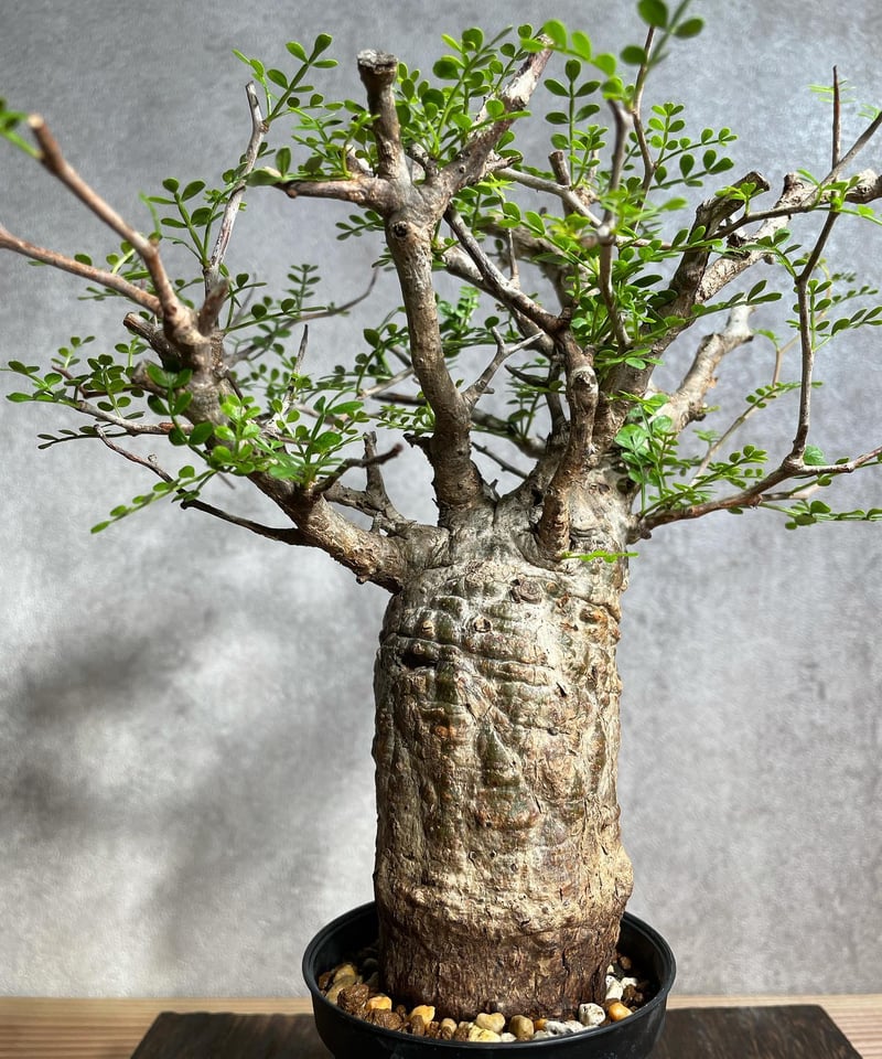 Operculicarya pachypus 三頭 国内根挿し育成 陶器鉢付き Operculicarya pachypus 三頭 国内根挿し育成 陶器鉢付き