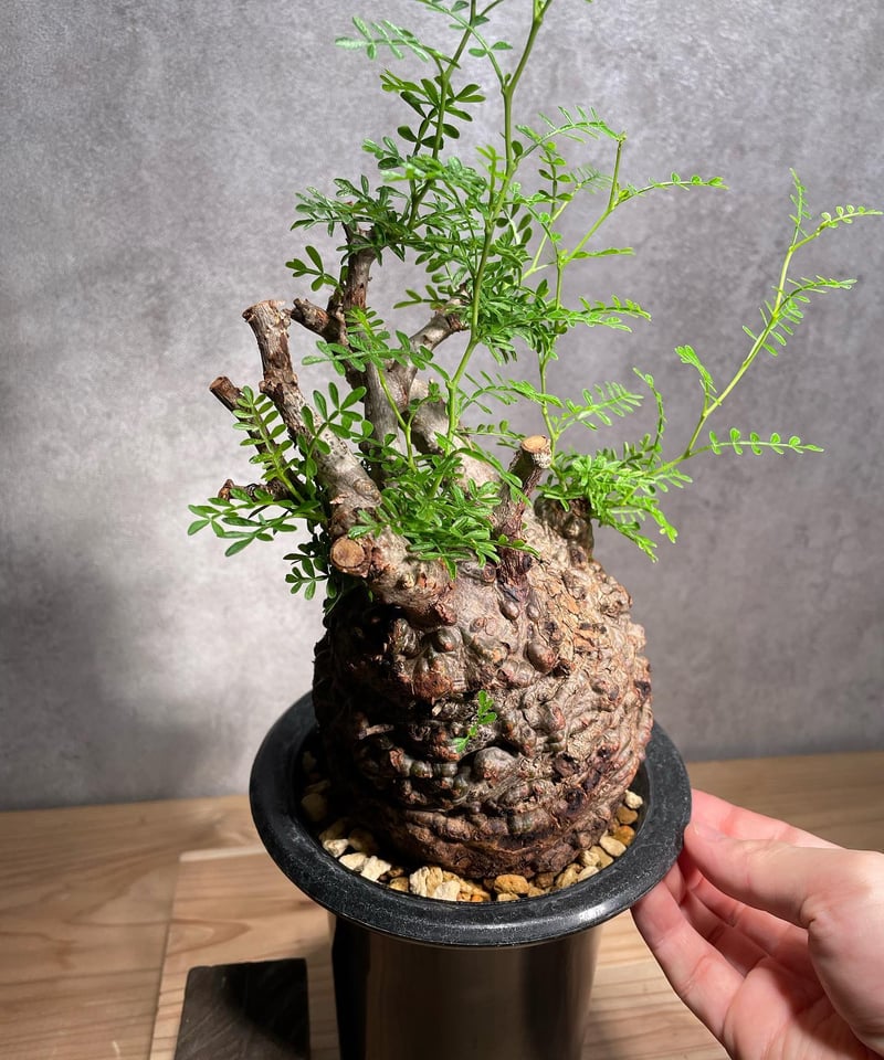 オペルクリカリア パキプス マダガスカル 植物図鑑】オペルクリカリア・パキプス(Operculicarya pachypus)とは