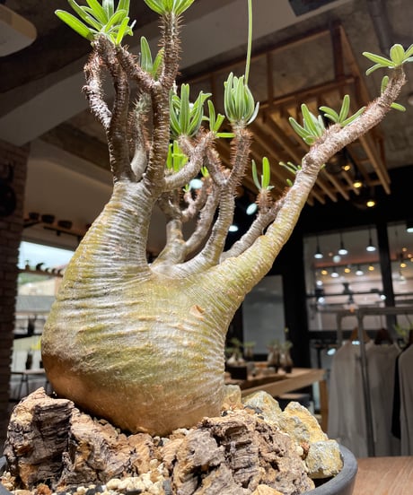パキポディウム グラキリス　Pachypodium gracilius 　発根済　(gk-449）