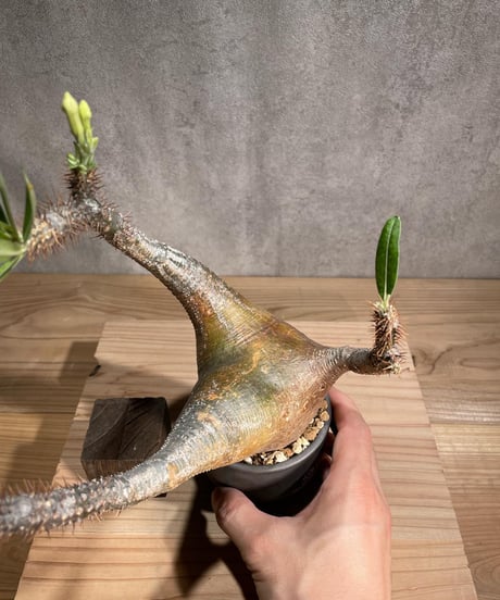 パキポディウム グラキリス　Pachypodium gracilius 　発根済　(商品番号gk-92valiem)  VALIEM 　(VALIEMタグ付き)