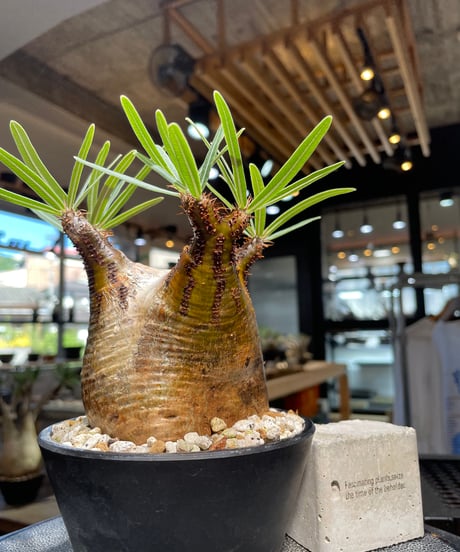 パキポディウム グラキリス　Pachypodium gracilius 　発根済　(gk-510）