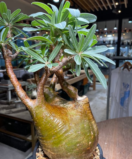 パキポディウム グラキリス　Pachypodium gracilius 　発根済　(gk-517）