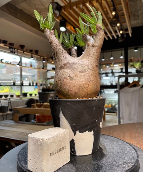 パキポディウム イノピナツム　Pachypodium inopinatum 　発根済　(pi-101)
