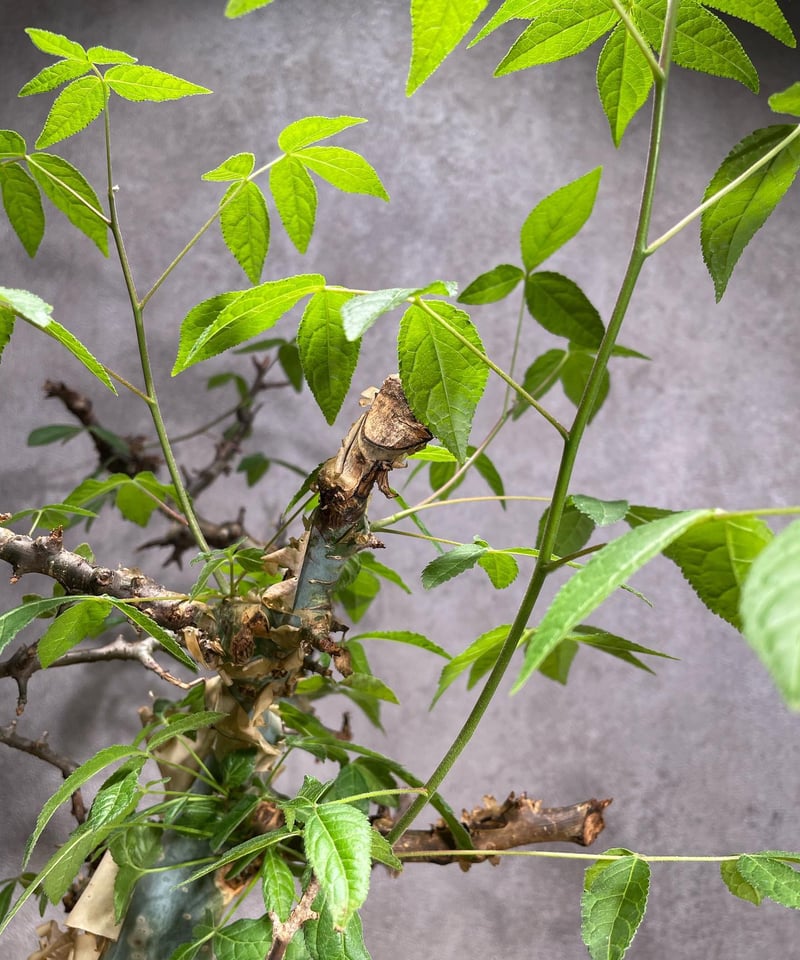 コミフォラエミニー 発根済 (商品番号en-2valiem) | RISE-CAUDEX O