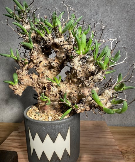 チレコドン レティキュラータス　Tylecodon reticulatus　万物想 　発根済　(商品番号cr-14valiem)VALIEM 　BLOCK　sizeM　(VALIEM巾着、タグ付き)
