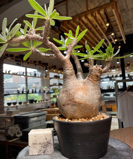パキポディウム グラキリス　Pachypodium gracilius 　発根済　(gk-520）