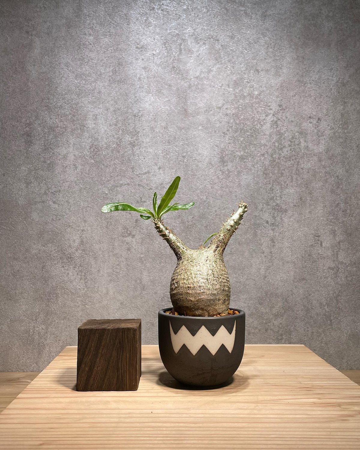 パキポディウム グラキリス 発根済 ※背面現地穴跡あり (商品番号