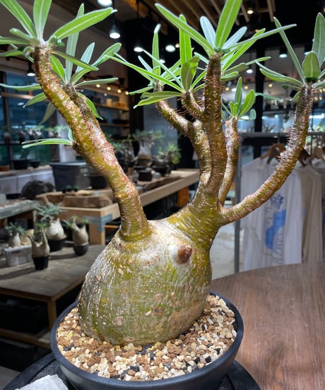 パキポディウム グラキリス　Pachypodium gracilius 　発根済　(gk-519）