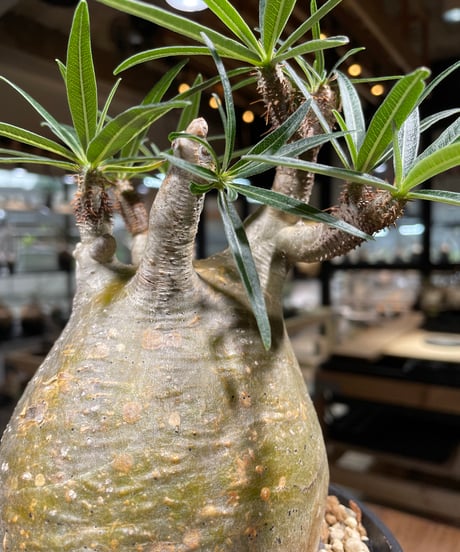 パキポディウム グラキリス　Pachypodium gracilius 　発根済　(gk-241)