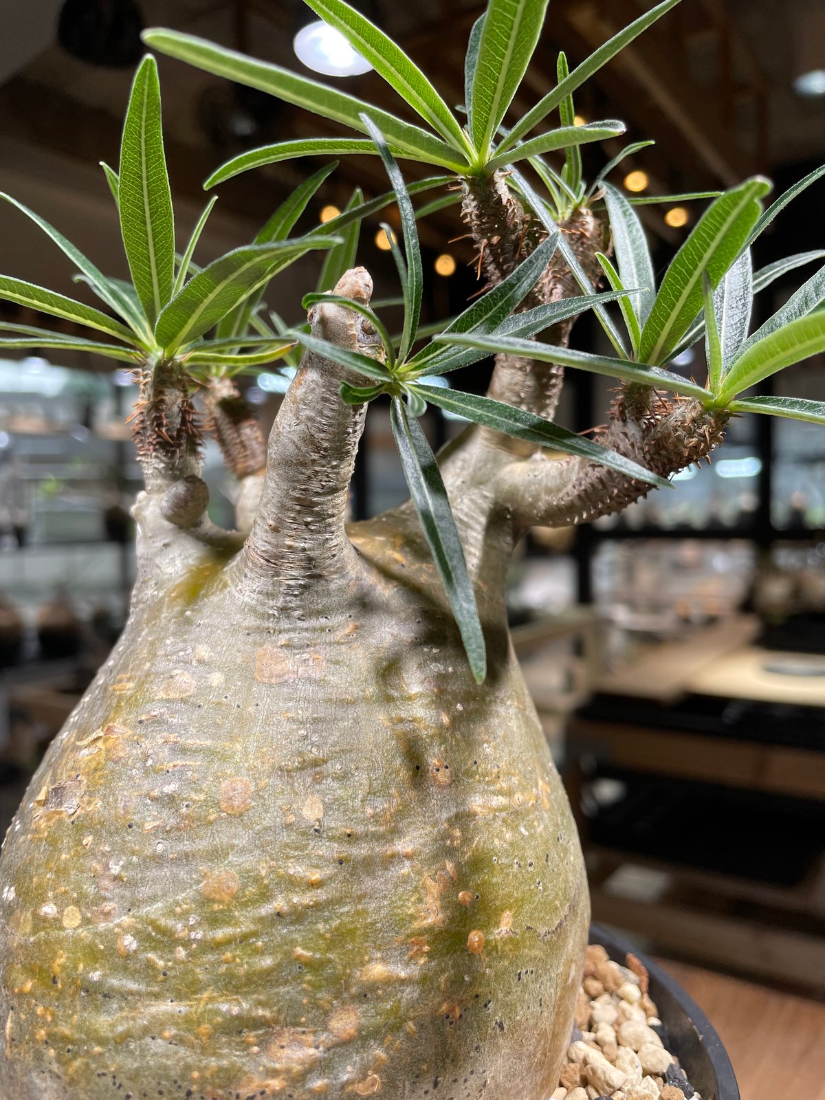 MEDICOM TOY - Pachypodium Gracilius パキポディウム グラシリウス Amazon.co.jp: MEDICOM TOY × BOTANIZE 植物フィギュア, グロス
