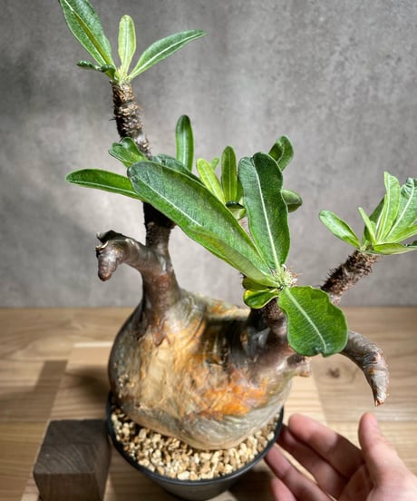 パキポディウム グラキリス　Pachypodium gracilius 　発根済　(商品番号gk-88)
