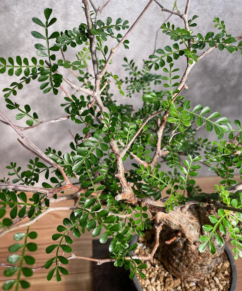 オペルクリカリア パキプス まん丸　手乗り オペルクリカリア パキプス【手乗りサイズ・見事な枝ぶり！厳選