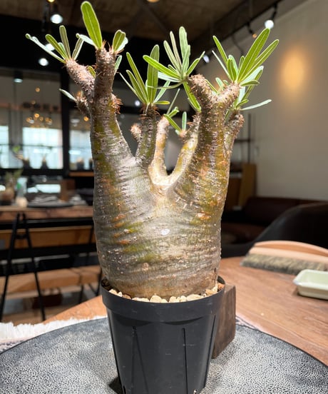 パキポディウム グラキリス　Pachypodium gracilius 　発根済　(gk-399)