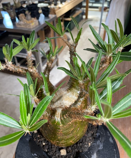 パキポディウム グラキリス　Pachypodium gracilius 　発根済　(gk-546)（鉢：RAVOR　M）