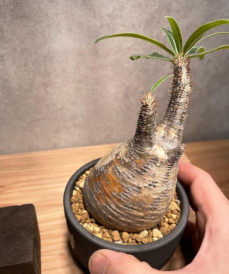 パキポディウム グラキリス　Pachypodium gracilius 　発根済　(商品番号gk-45valiem)  VALIEM 　BOWL　sizeS　(VALIEM巾着、タグ付き)