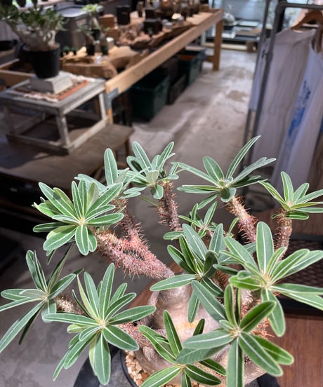 パキポディウム グラキリス　Pachypodium gracilius 　発根済　(gk-504）
