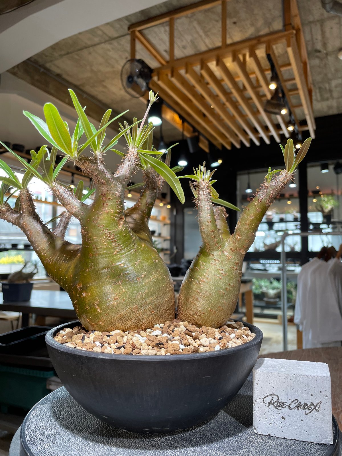 パキポディウム グラキリス 2頭 Pachypodium gracilius 発根済 (gk