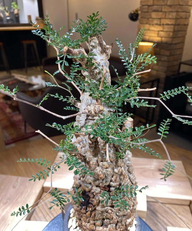 オペルクリカリア パキプス／Operculicarya pachypus 発根済