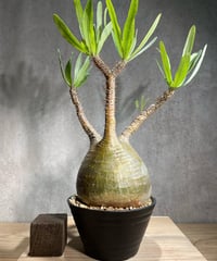 パキポディウム グラキリス　Pachypodium gracilius 　発根済　(商品番号gk-85)
