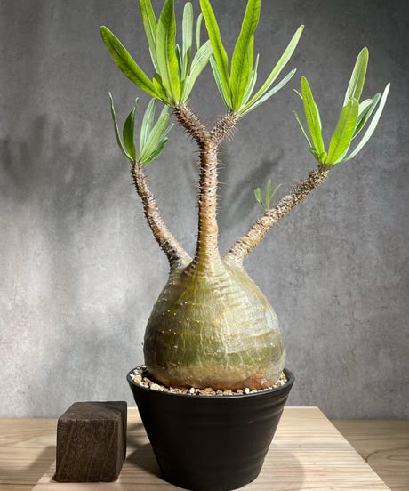 パキポディウム グラキリス　Pachypodium gracilius 　発根済　(商品番号gk-85)