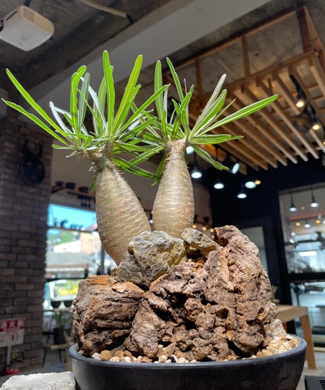 パキポディウム グラキリス　2頭　Pachypodium gracilius 　発根済　(gk-507）