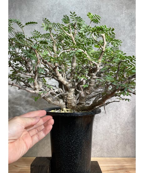 センナ メリディオナリス Senna meridionalis　発根済　(商品番号sm-12)