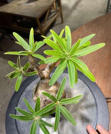 パキポディウム グラキリス　Pachypodium gracilius 　発根済　(gk-487)