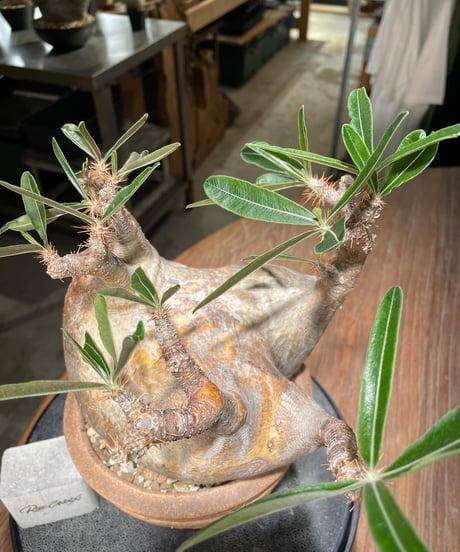 パキポディウム グラキリス　Pachypodium gracilius 　発根済　(gk-561)鉢：姫野翔太