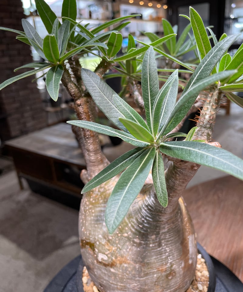 パキポディウム グラキリス Pachypodium gracilius 発根済 (gk-47