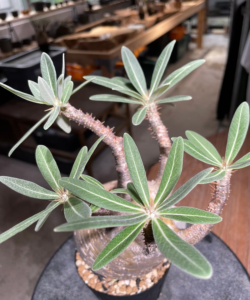 パキポディウム グラキリス Pachypodium gracilius 発根済 (gk-52