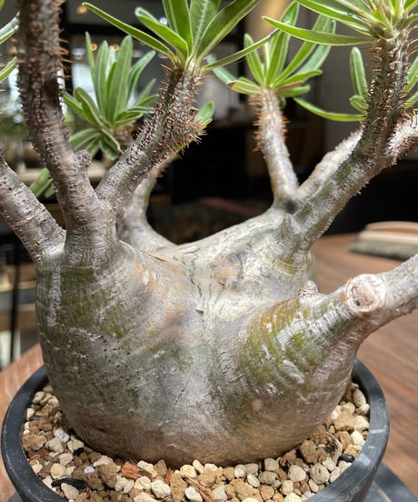 パキポディウム グラキリス　Pachypodium gracilius 　発根済　(gk-365)