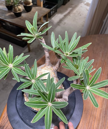 パキポディウム グラキリス　Pachypodium gracilius 　発根済　(gk-477)