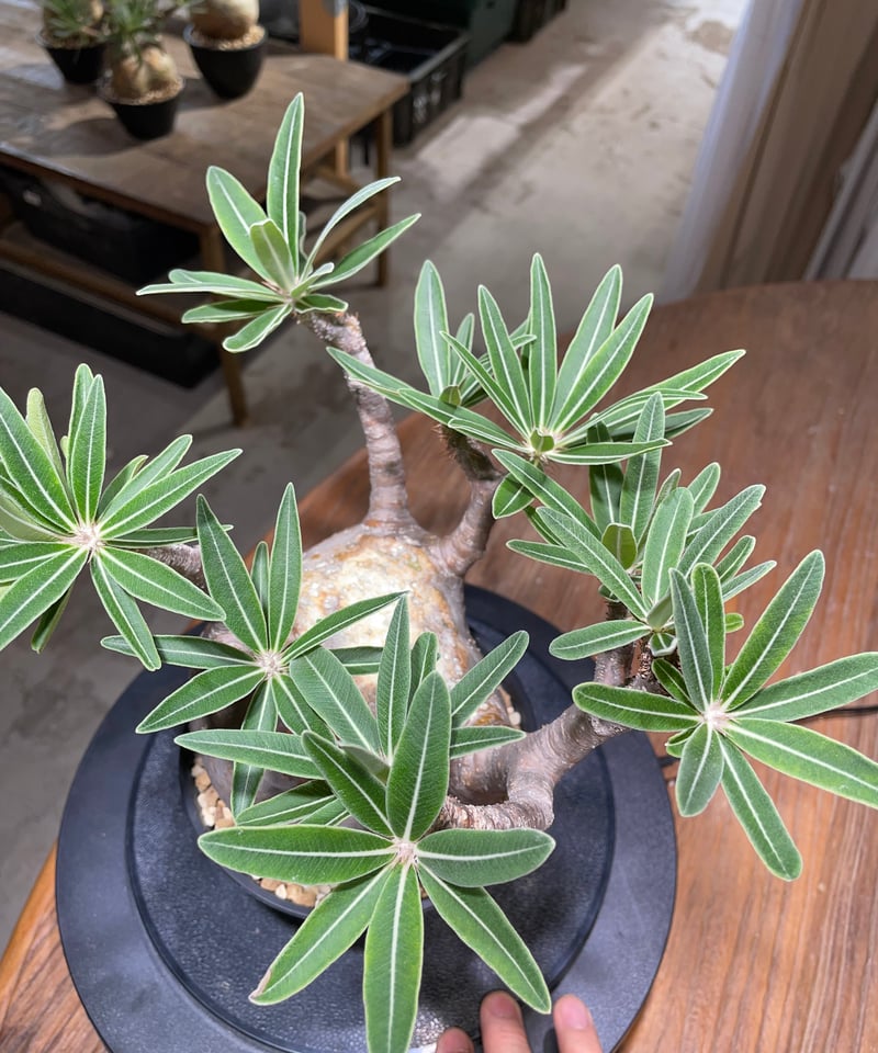 OZWRT Pachypodium Graciliphant グラキリファント OZWRT Pachypodium Graciliphant グラキリファント TheCodexMan