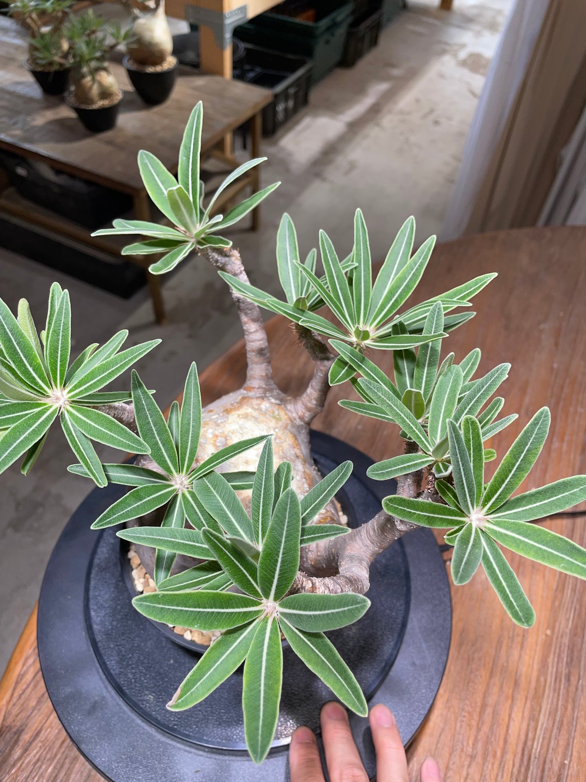 パキポディウム グラキリス Pachypodium gracilius 発根済 (gk-47