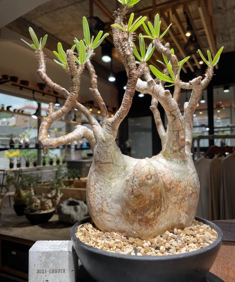 パキポディウム グラキリス　Pachypodium gracilius 　発根済　(gk-472)