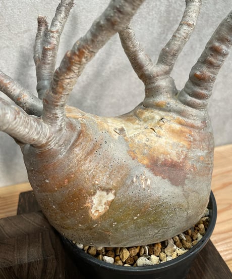 パキポディウム グラキリス　Pachypodium gracilius 　発根済(塊根幅10～14ｃｍ)　(商品番号gk-18)