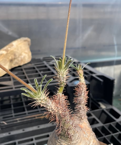 パキポディウム グラキリス　Pachypodium gracilius 　発根済　(gk-415)