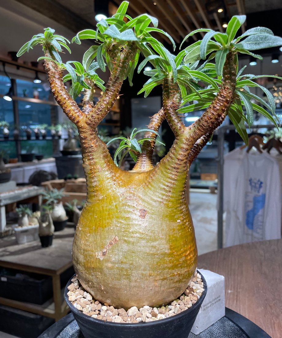 6898523b65b820f7458a35d3
