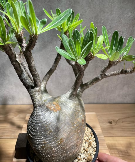 パキポディウム グラキリス　Pachypodium gracilius 　発根済　(商品番号gk-75)
