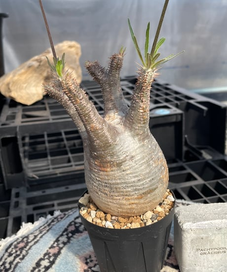 パキポディウム グラキリス　Pachypodium gracilius 　発根済　(gk-423)