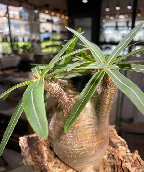 パキポディウム グラキリス　Pachypodium gracilius 　発根済　(gk-499）