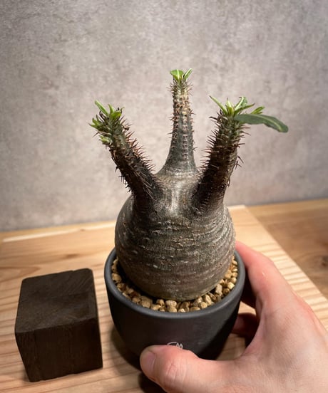 パキポディウム グラキリス　Pachypodium gracilius 　発根済　(商品番号gk-55valiem)  VALIEM 　BOWL　sizeS　(VALIEMタグ付き)