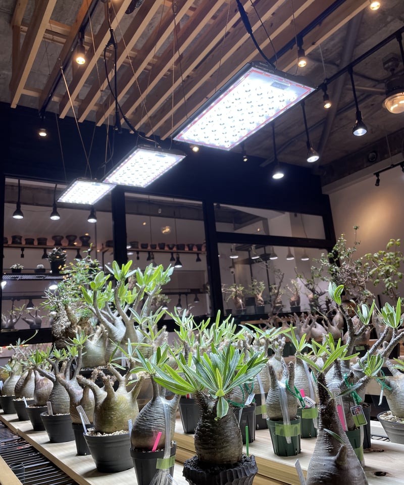 HeliosGreen LED 2個セット (パキポディウム パキプス HeliosGreen LED 2個セット (パキポディウム パキプス Helios Green