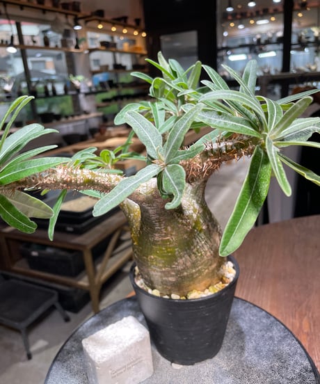 パキポディウム グラキリス　Pachypodium gracilius 　発根済　(gk-524）