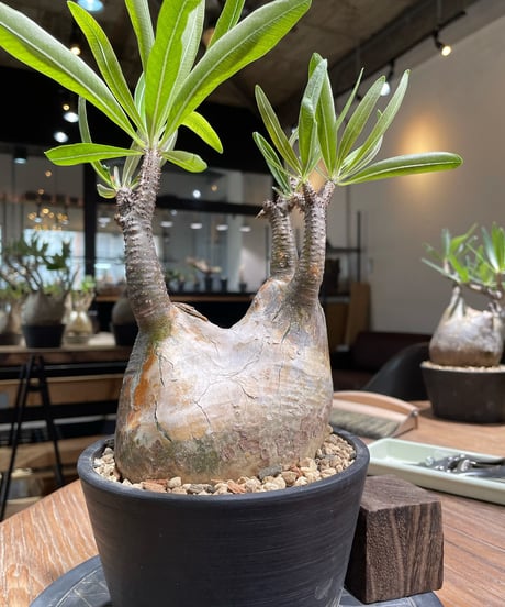 パキポディウム グラキリス　Pachypodium gracilius 　発根済　(gk-371)
