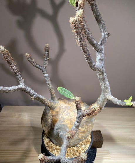 パキポディウム グラキリス　Pachypodium gracilius 　発根済　(商品番号gk-116)