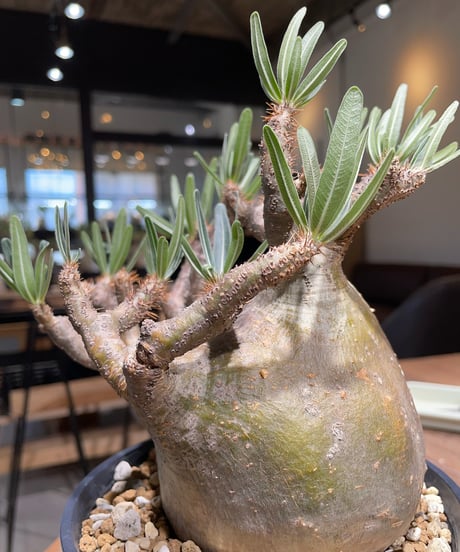 パキポディウム グラキリス　Pachypodium gracilius 　発根済　(gk-406)