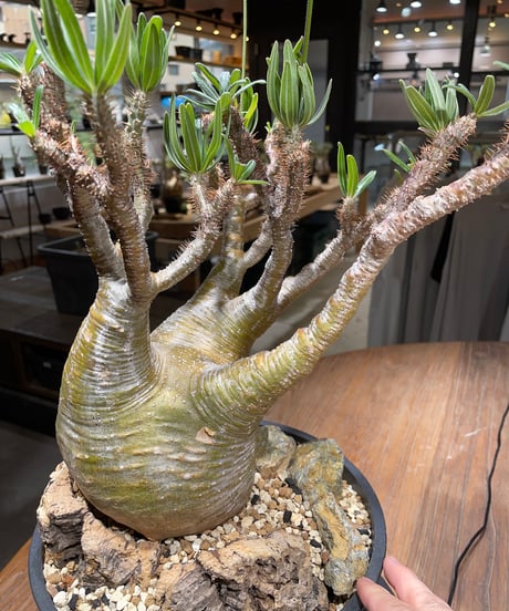 パキポディウム グラキリス　Pachypodium gracilius 　発根済　(gk-449）
